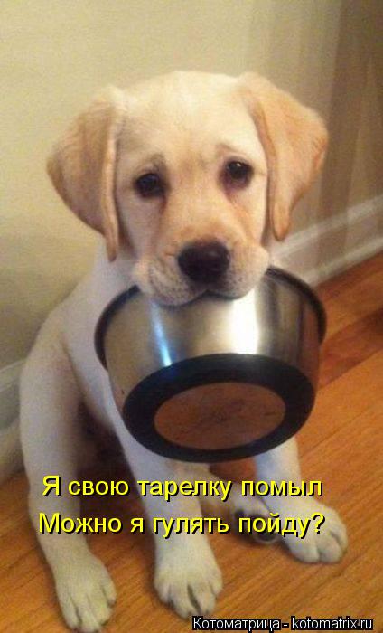 Я свою тарелку помыл Можно я гулять пойду?... Котоматрица: Я свою тарелку помыл Можно я гулять пойду?