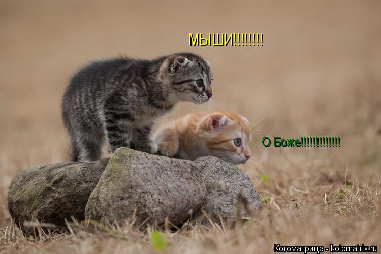 О Боже!!!!!!!!!!!!! МЫШИ!!!!!!!!... Котоматрица: О Боже!!!!!!!!!!!!! МЫШИ!!!!!!!!