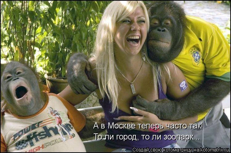 А в Москве теперь часто так! То ли город, то ли зоопарк...... Котоматрица: А в Москве теперь часто так! То ли город, то ли зоопарк...