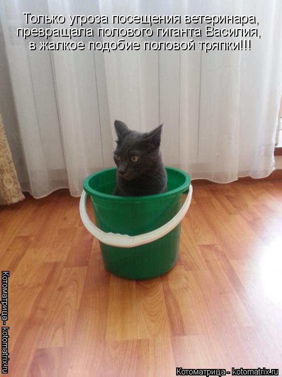 Котоматрица: Только угроза посещения ветеринара, превращала полового гиганта Василия, в жалкое подобие половой тряпки!!!