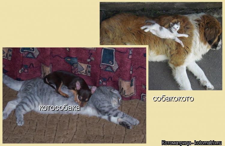котособака собакокото... Котоматрица: котособака собакокото