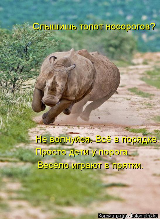 Слышишь топот носорогов? Не волнуйся. Всё в порядке. Просто дети у порога Весело играют в прятки.... Котоматрица: Слышишь топот носорогов? Не волнуйся. Всё в порядке. Просто дети у порога Весело играют в прятки.