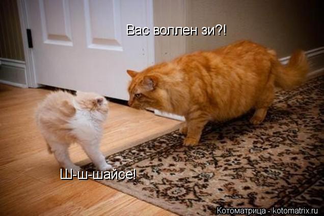 Котоматрица: Вас воллен зи?! Вас волле Ш-ш-шайсе!
