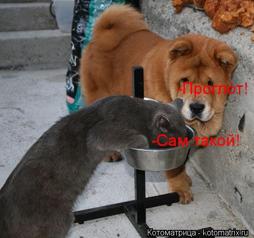 Котоматрица: -Проглот! -Сам такой!