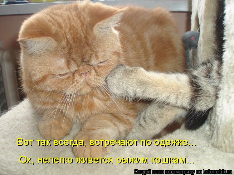 Вот так всегда, встречают по одежке... Ох, нелегко живется рыжим кошкам...... Котоматрица: Вот так всегда, встречают по одежке... Ох, нелегко живется рыжим кошкам...