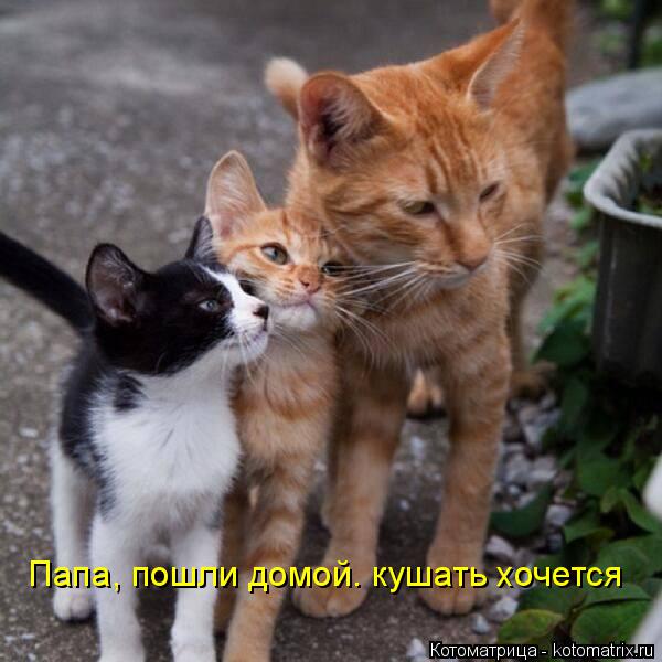Папа, пошли домой. кушать хочется... Котоматрица: Папа, пошли домой. кушать хочется
