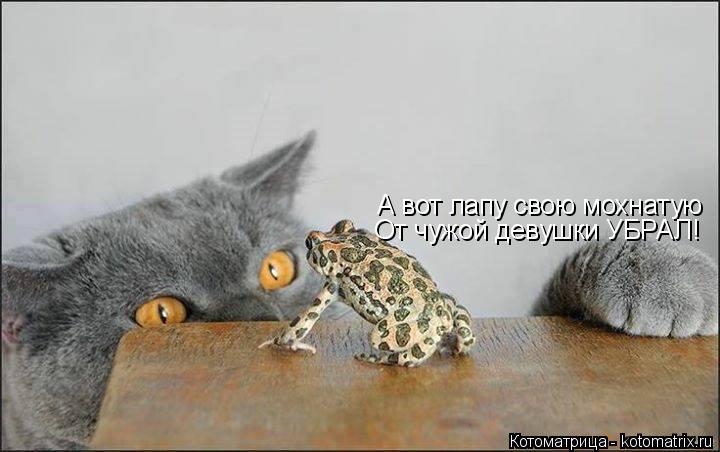 Котоматрица: А вот лапу свою мохнатую От чужой девушки УБРАЛ!
