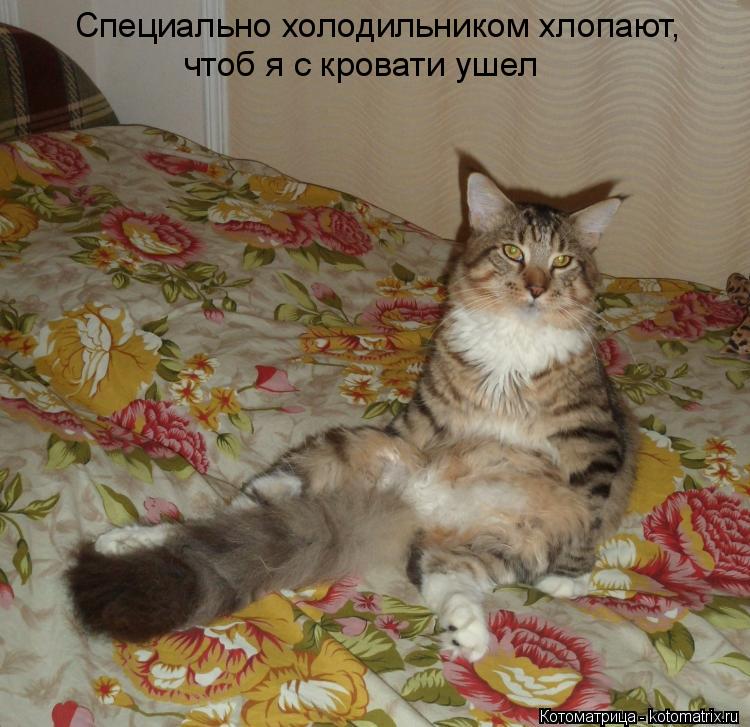 Специально холодильником хлопают, чтоб я с кровати ушел... Котоматрица: Специально холодильником хлопают, чтоб я с кровати ушел