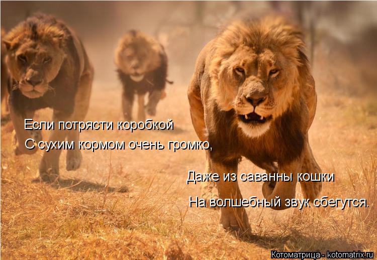 Если потрясти коробкой С сухим кормом очень громко, Даже из саванны кошки На волшебный звук сбегутся.... Котоматрица: Если потрясти коробкой С сухим кормом очень громко, Даже из саванны кошки На волшебный звук сбегутся.