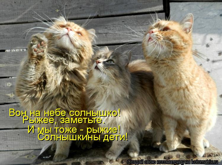 Котоматрица: Вон на небе солнышко! И мы тоже - рыжие! Рыжее, заметьте. Солнышкины дети!