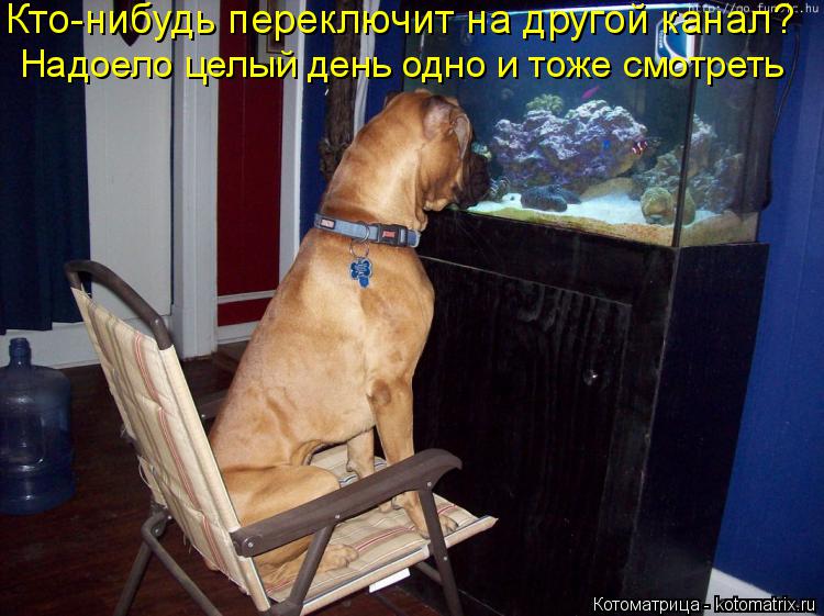 Кто-нибудь переключит на другой канал? Надоело целый день одно и тоже смотреть... Котоматрица: Кто-нибудь переключит на другой канал? Надоело целый день одно и тоже смотреть