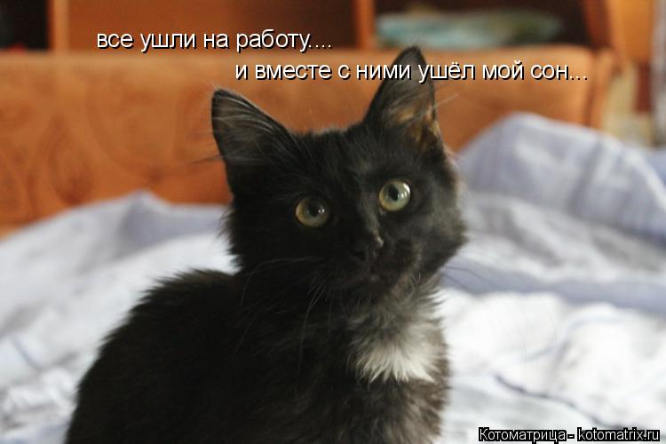 все ушли на работу.... и вместе с ними ушёл мой сон...... Котоматрица: все ушли на работу.... и вместе с ними ушёл мой сон...