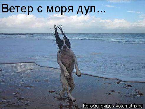 Котоматрица: Ветер с моря дул...