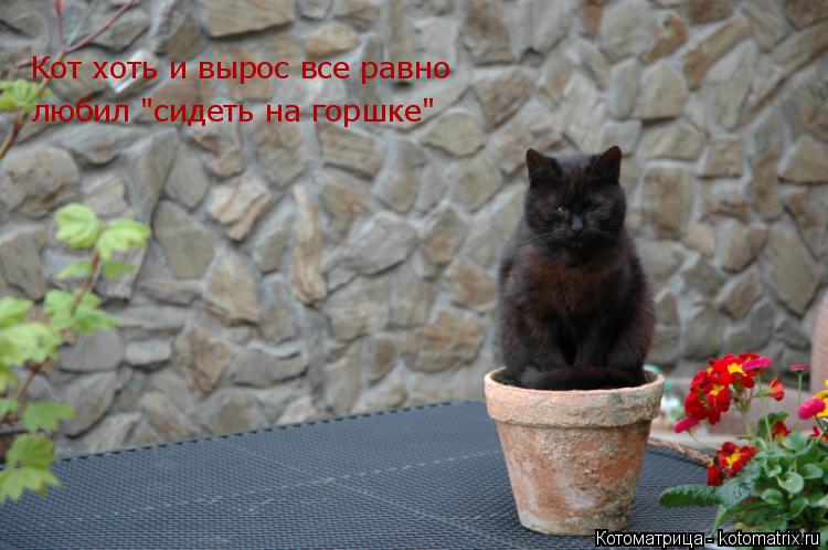 Котоматрица: Кот хоть и вырос все равно любил "сидеть на горшке"