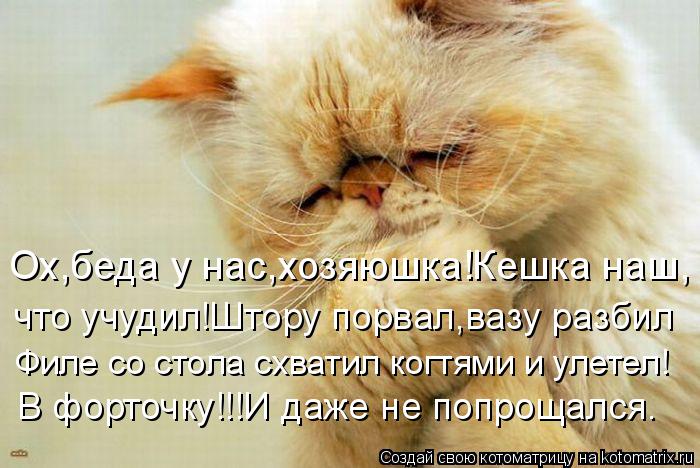 Котоматрица: Ох,беда у нас,хозяюшка!Кешка наш, что учудил!Штору порвал,вазу разбил Филе со стола схватил когтями и улетел! В форточку!!!И даже не попрощалс
