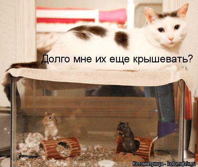 Котоматрица: Долго мне их еще крышевать?