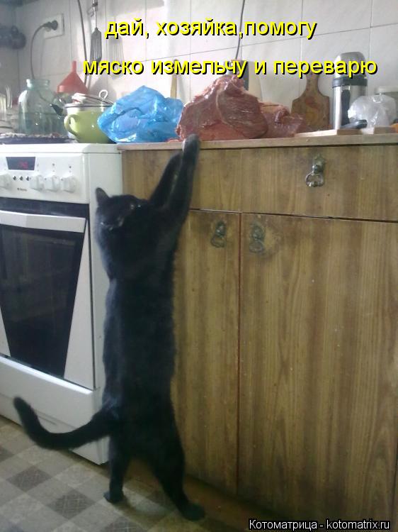 дай, хозяйка,помогу мяско измельчу и переварю... Котоматрица: дай, хозяйка,помогу мяско измельчу и переварю