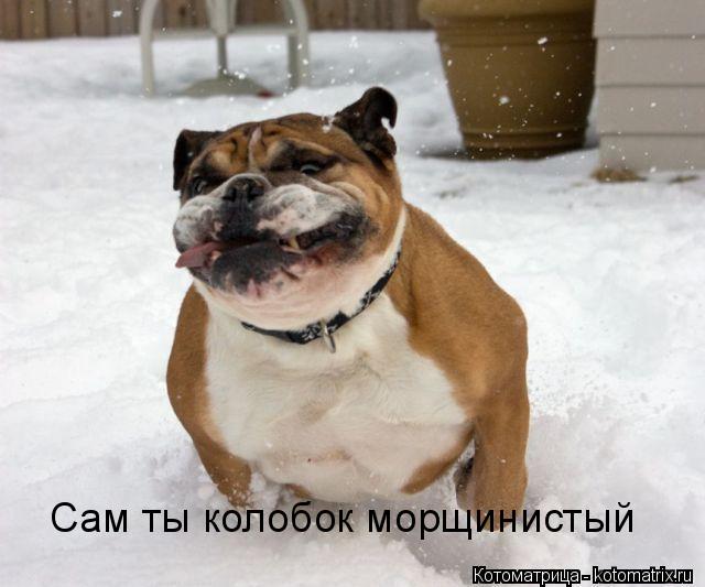 Сам ты колобок морщинистый... Котоматрица: Сам ты колобок морщинистый