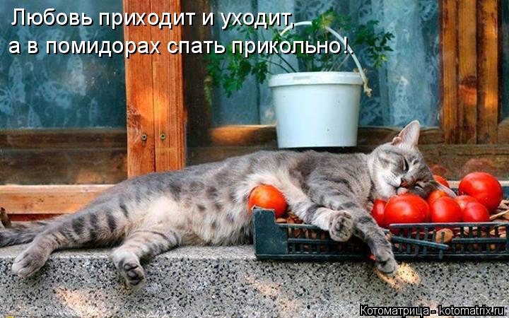 Котоматрица: Любовь приходит и уходит,  а в помидорах спать прикольно!.