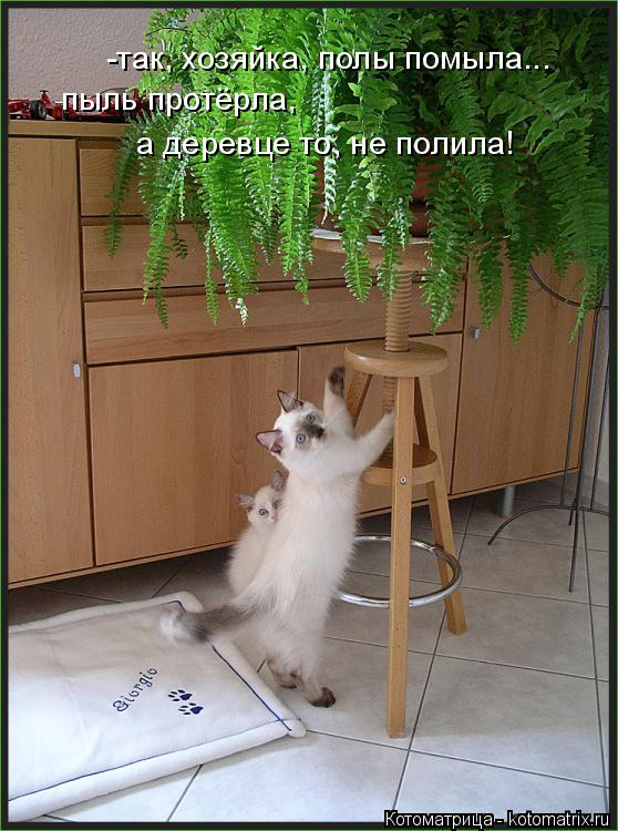 -так, хозяйка, полы помыла... пыль протёрла, а деревце то, не полила!... Котоматрица: -так, хозяйка, полы помыла... пыль протёрла, а деревце то, не полила!