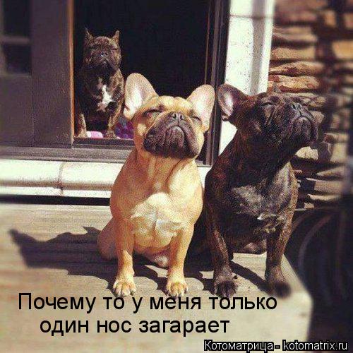 Котоматрица: Почему то у меня только один нос загарает