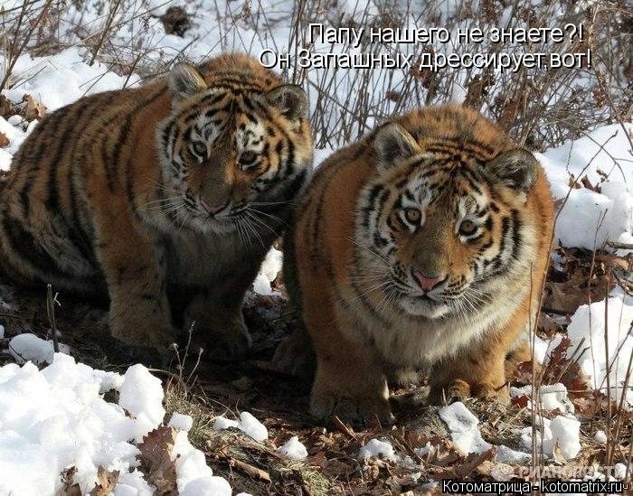 Котоматрица: Папу нашего не знаете?!   Он Запашных дрессирует,вот!