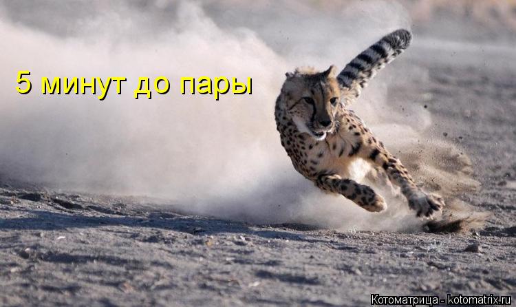 Котоматрица: 5 минут до пары