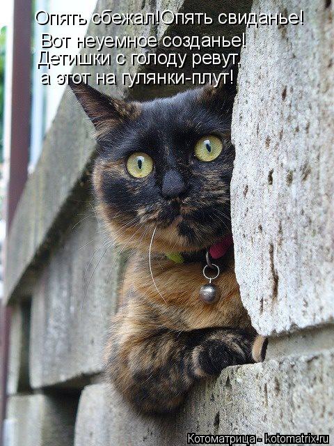 Котоматрица: Опять сбежал!Опять свиданье! Вот неуемное созданье! Детишки с голоду ревут, а этот на гулянки-плут!