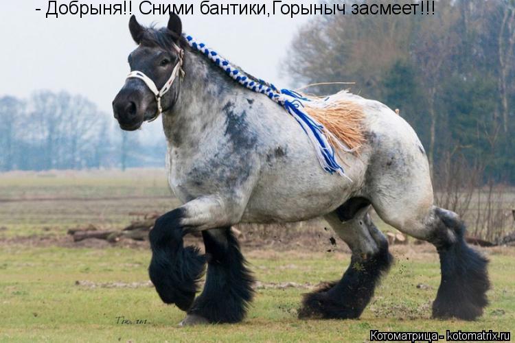 Котоматрица: - Добрыня!! Сними бантики,Горыныч засмеет!!!