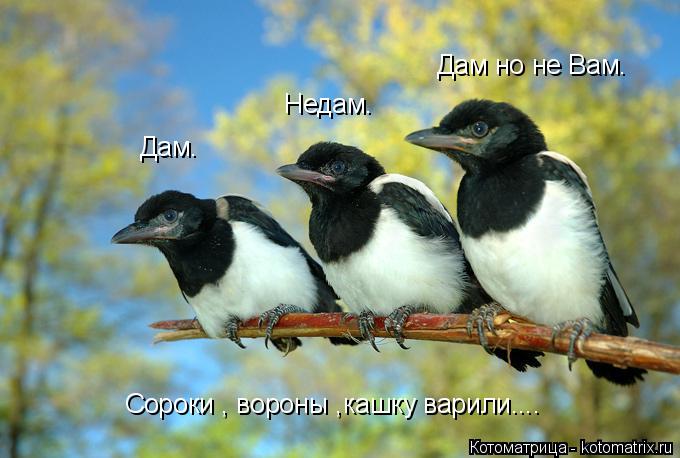 Котоматрица: Дам. Недам. Дам но не Вам. Сороки , вороны ,кашку варили....