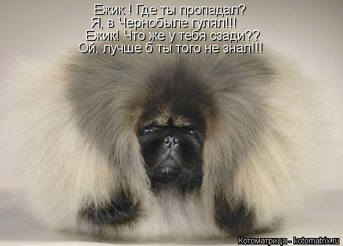 Котоматрица: Ежик ! Где ты пропадал? Ежик! Что же у тебя сзади?? Ой, лучше б ты того не знал!!! Я, в Чернобыле гулял!!!