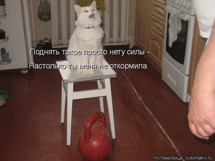 Котоматрица: Поднять такое просто нету силы - Настолько ты меня не откормила