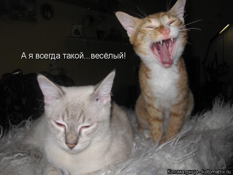 Котоматрица: А я всегда такой...весёлый!