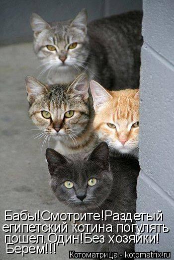 Котоматрица: Бабы!Смотрите!Раздетый египетский котина погулять пошел.Один!Без хозяйки! Берем!!!