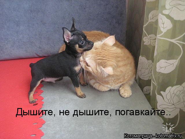 Котоматрица: Дышите, не дышите, погавкайте..
