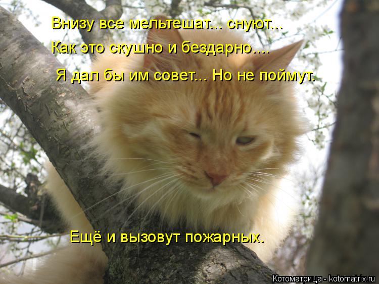 Внизу все мельтешат... снуют... Как это скушно и бездарно.... Я дал бы им совет... Но не поймут. Ещё ... Котоматрица: Внизу все мельтешат... снуют... Как это скушно и бездарно.... Я дал бы им совет... Но не поймут. Ещё и вызовут пожарных.