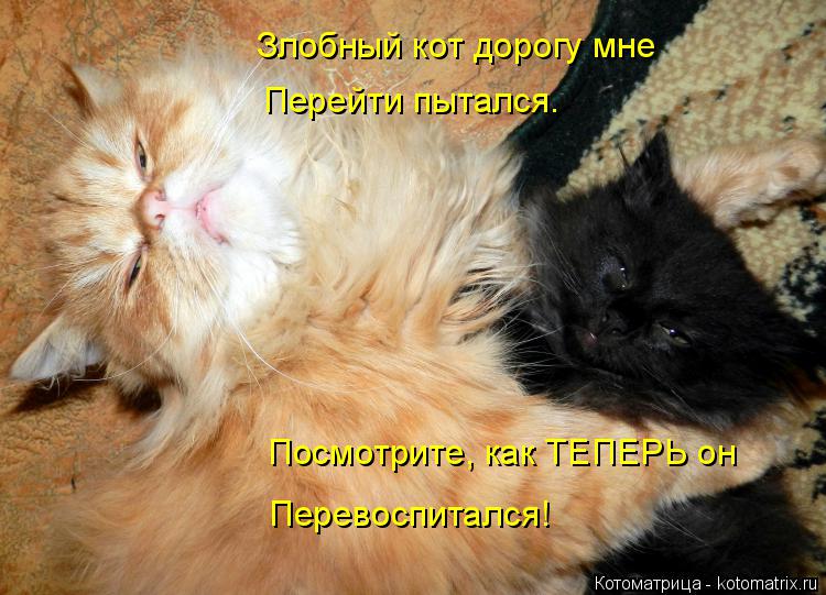 Злобный кот дорогу мне Перейти пытался. Посмотрите, как ТЕПЕРЬ он Перевоспитался!... Котоматрица: Злобный кот дорогу мне Перейти пытался. Посмотрите, как ТЕПЕРЬ он Перевоспитался!