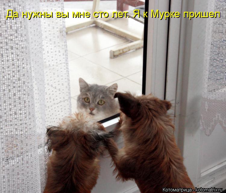 Котоматрица: Да нужны вы мне сто лет. Я к Мурке пришел
