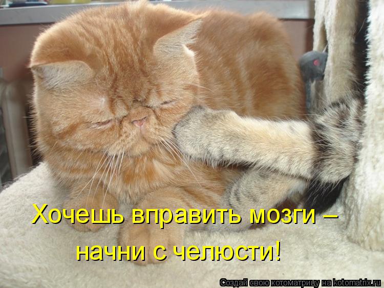 Котоматрица: Хочешь вправить мозги – начни с челюсти!