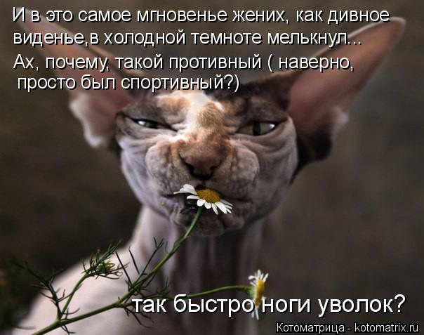 Котоматрица: И в это самое мгновенье жених, как дивное виденье,в холодной темноте мелькнул... Ах, почему, такой противный ( наверно,  просто был спортивный?