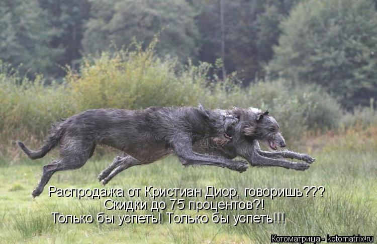 Котоматрица: Распродажа от Кристиан Диор, говоришь??? Скидки до 75 процентов?! Только бы успеть! Только бы успеть!!!