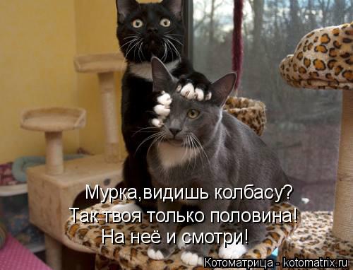Котоматрица: Мурка,видишь колбасу? Так твоя только половина! На неё и смотри!