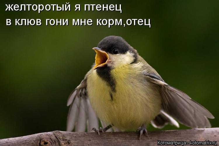 Котоматрица: желторотый я птенец в клюв гони мне корм,отец