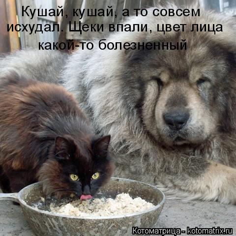 Котоматрица: Кушай, кушай, а то совсем исхудал. Щеки впали, цвет лица какой-то болезненный