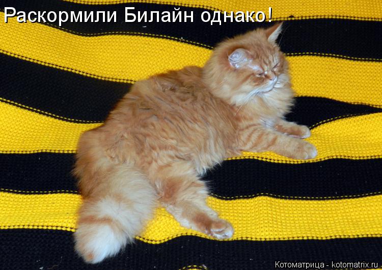Котоматрица: Раскормили Билайн однако!