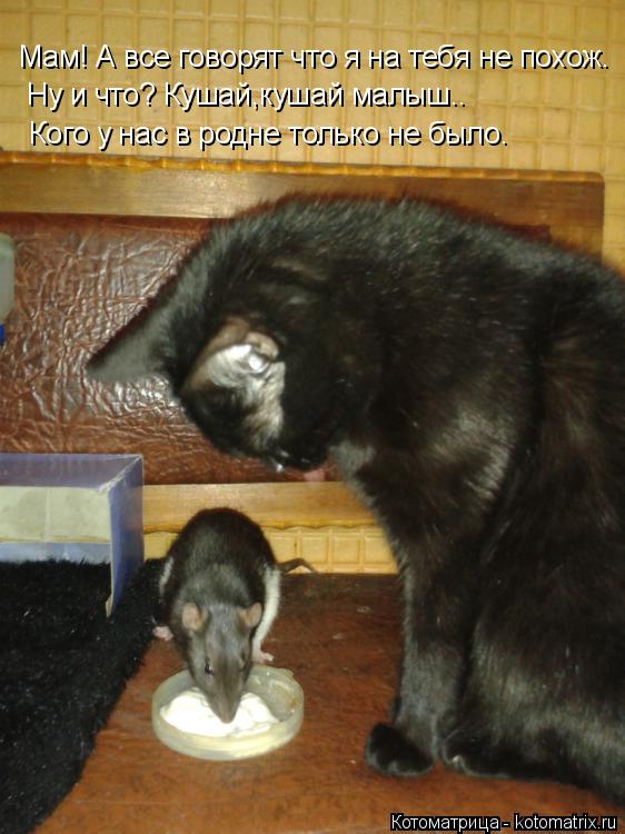 Котоматрица: Мам! А все говорят что я на тебя не похож. Ну и что? Кушай,кушай малыш.. Кого у нас в родне только не было.