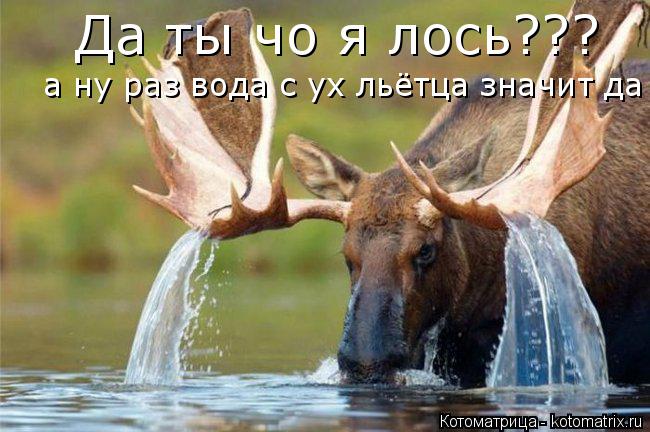 Да ты чо я лось??? а ну раз вода с ух льётца значит да... Котоматрица: Да ты чо я лось??? а ну раз вода с ух льётца значит да