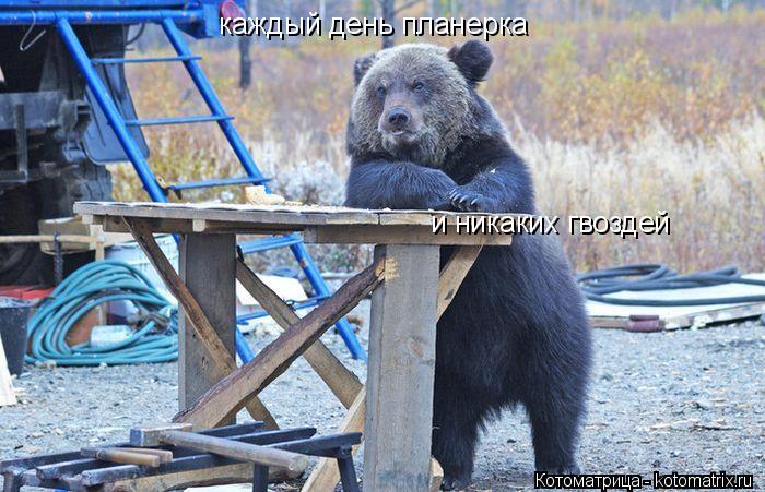 Котоматрица: каждый день планерка и никаких гвоздей