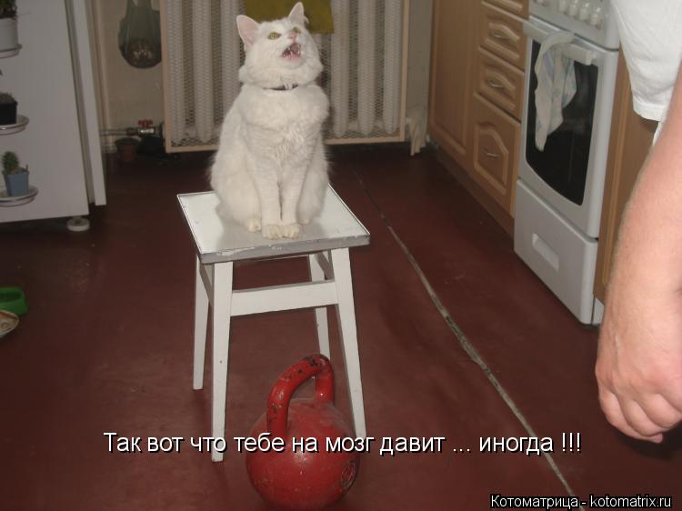 Котоматрица: Так вот что тебе на мозг давит ... иногда !!!