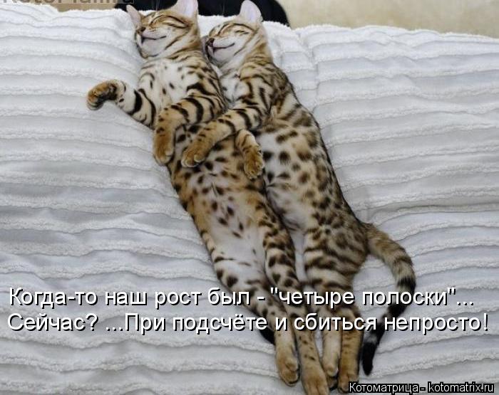 Котоматрица: Когда-то наш рост был - "четыре полоски"... Сейчас? ...При подсчёте и сбиться непросто!